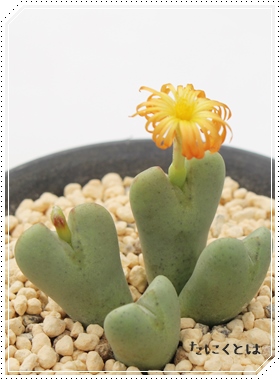 y,炭,y̔,yʔ,n}~YiȃRmtBc,RmtBc̒ʔ,RmtBc̈ĕ₵-Conophytum RAKUEN,i@ɂƂ