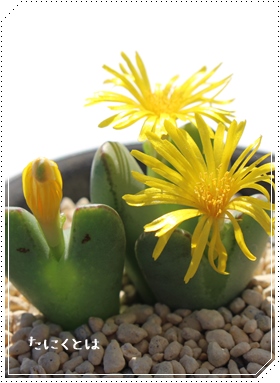 g,ׂɂ,g̔,gʔ,n}~YiȃRmtBc,RmtBc̒ʔ,RmtBcʔ,RmtBcg̈ĕ₵-Conophytum BENIKOSODE,i@ɂƂ