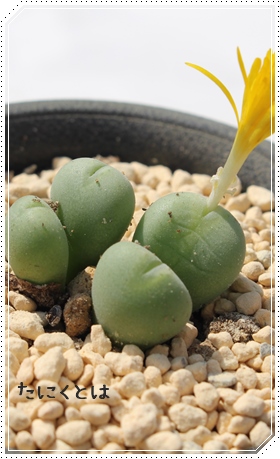 ,,ʔ̔,ʒʔ,n}~YiȃRmtBc,RmtBc̒ʔ,RmtBcʔ,RmtBcʂ̈ĕ₵-Conophytum SIZUKUDAMA,i@ɂƂ