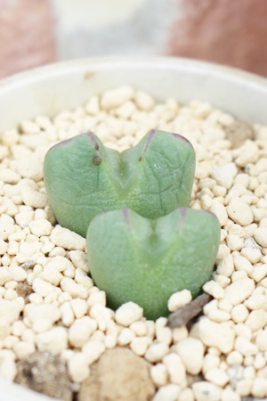 ,͔̔,͒ʔ,n}~YiȃRmtBc,͉,͒E,RmtBc̋͒ʔ,RmtBc^ʔ,RmtBcTuN{[T̈ĕ₵-Conophytum subcrovosum,i@ɂƂ