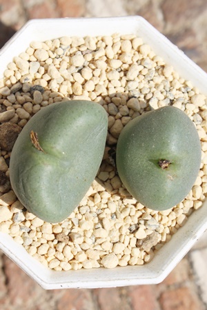 ,͔̔,͒ʔ,n}~YiȃRmtBc,͉,͒E,RmtBc̋͒ʔ,RmtBc^ʔ,RmtBcTuN{[T̈ĕ₵-Conophytum subcrovosum,i@ɂƂ