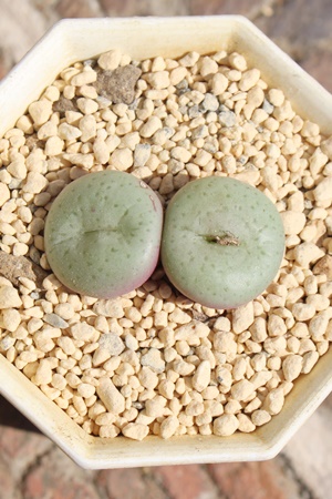 ,͔̔,͒ʔ,n}~YiȃRmtBc,͉,͒E,RmtBc̋͒ʔ,RmtBc^ʔ,RmtBcTuN{[T̈ĕ₵-Conophytum subcrovosum,i@ɂƂ