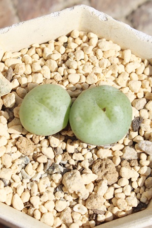 ,͔̔,͒ʔ,n}~YiȃRmtBc,͉,͒E,RmtBc̋͒ʔ,RmtBc^ʔ,RmtBcTuN{[T̈ĕ₵-Conophytum subcrovosum,i@ɂƂ