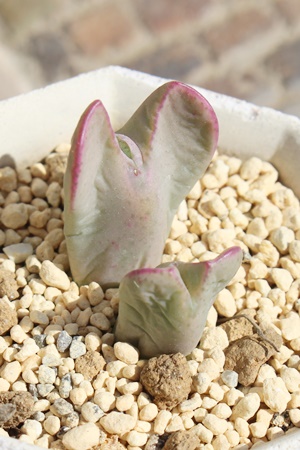 ,͔̔,͒ʔ,n}~YiȃRmtBc,͉,͒E,RmtBc̋͒ʔ,RmtBc^ʔ,RmtBcTuN{[T̈ĕ₵-Conophytum subcrovosum,i@ɂƂ