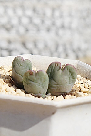 ,͔̔,͒ʔ,n}~YiȃRmtBc,͉,͒E,RmtBc̋͒ʔ,RmtBc^ʔ,RmtBcTuN{[T̈ĕ₵-Conophytum subcrovosum,i@ɂƂ