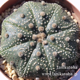 ,Ԃ,AXgtBc-Astrophytum asterias