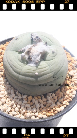 ,񂬂傭,ʒʔ,tHtHʔ,ʍgt,ʉ,ʐ,tHtH-Lophophora deffusa