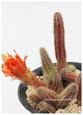 h,J}GPEX,hʔ,hĕB₵,hIW,hgt,he킯,h̔,-Chamaecereus silvestrii