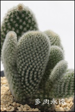 E̐},̂,T{e,ʔ,GLmvVX-Echinopsis eyriesii f.variegata