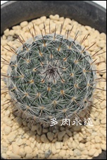 n,肸,T{e,nʔ,