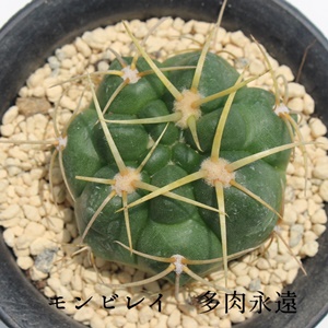 モンビレイ,モンビレイの育て方,モンビレイ,ギムノカリキウム属,モンビレイ通販,モンビレイ販売,サボテンのモンビレイ通販,サボテンモンビレイの育て方増やし方,開店祝い,引っ越し祝い,誕生日祝い,新築祝い,敬老の日,Gymnocalycium monvillei var. coloratum,多肉永遠