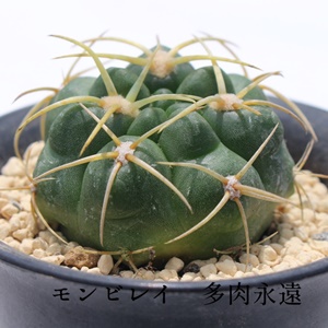 モンビレイ,モンビレイの育て方,モンビレイ,ギムノカリキウム属,モンビレイ通販,モンビレイ販売,サボテンのモンビレイ通販,サボテンモンビレイの育て方増やし方,開店祝い,引っ越し祝い,誕生日祝い,新築祝い,敬老の日,Gymnocalycium monvillei var. coloratum,多肉永遠