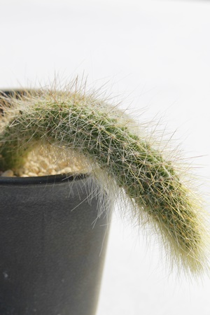 JfmjX,T{e,JfmjXʔ,-hildewinteria coludemononis