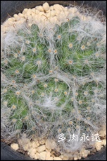 E̐},̂,T{e,ʔ,GLmvVX-Echinopsis eyriesii f.variegata