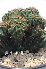 q,񂶂,T{e,qʔ,
