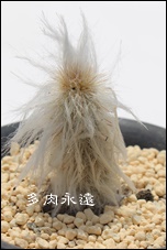 y,͂炭,T{e,yʔ,