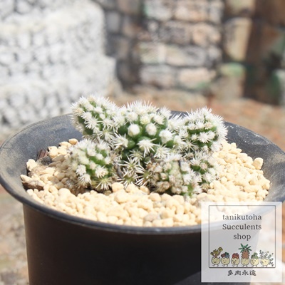 P,P̈ĕ,eoT{e,Ђ,}~A,Pʔ,P̔,T{e̒ʔ,T{ëĕ₵,-mammillaria vetula ssp gracilis aizona,i@ɂƂ