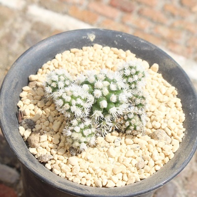 P,P̈ĕ,eoT{e,Ђ,}~A,Pʔ,P̔,T{e̒ʔ,T{ëĕ₵,-mammillaria vetula ssp gracilis aizona,i@ɂƂ