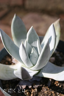 ۗt受u,܂͂ɂ͂A_h-Dudleya antoni'