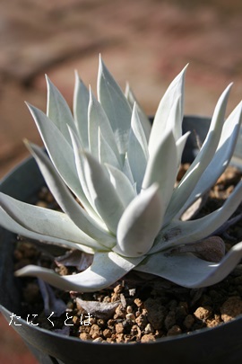 受u,ɂ͂A_h-Dudleya brittonii