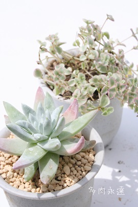 O[j[zCgA_h-Dudleya greenii whight