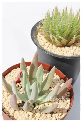 rXnbZCA_h-Dudleya greenii whight