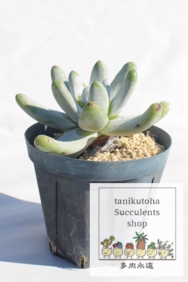 rXnbZCA_h-Dudleya greenii whight