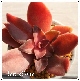 OA˂ڂAGPxA-Echeveria atropurpurea