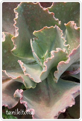 A[[CgAGPxA-Echeveria cv 'ARLIE WRIGHT'