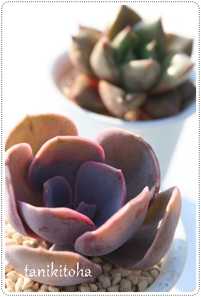 Ip[AGPxA-Echeveria 'OPARL'