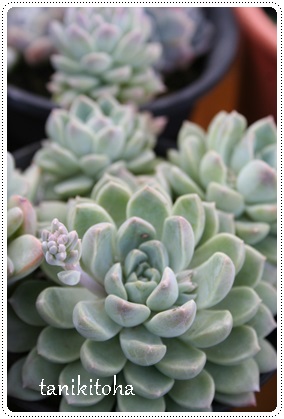 G~AAGPxA-Echeveria cv 'EMILIA'