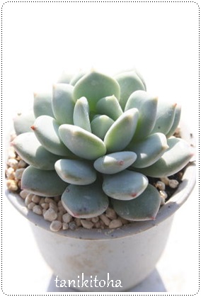 ACCeB[AGPxA-Echeveria cv 'Irinlinewartii'