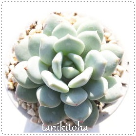 ACCeB[AGPxA-Echeveria cv 'Irinlinewartii'