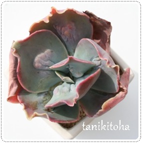 ̖,Ƃ߂̂߁AGPxA-Echeveria PARLBUNYON