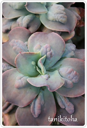 ̖,Ƃ߂̂߁AGPxA-Echeveria PARLBUNYON