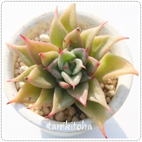 ԂقA}JxAiAGPxA-Echeveria agavoides 'Macabeana'