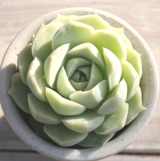 AoAGPxA-Echeveria cv 'ALBA'