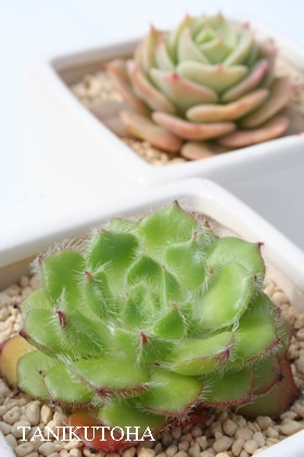 ܋юiWAЂ񂵂AGPxA-Echeveria setosa var. ciliata