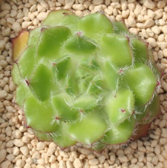 ܋юiWAЂ񂵂AGPxA-Echeveria setosa var. ciliata