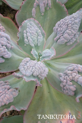 GgiACeiAGPxA-Echeveria cv 'ETNA'