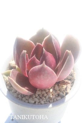 _,˂AGPxA-Echeveria cv 'AKANEGUMO'