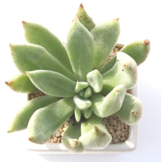 ACVNAGPxA-Echeveria cv 'Icycle'