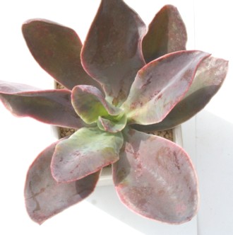 ł̒߁A̂AGPxA-Echeveria cv 'AKATUKINOTURU'