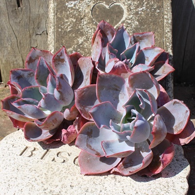 At^[O[AGPxA-Echeveria cv 'AFTER GLOW'