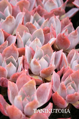 At^[O[AGPxA-Echeveria cv 'AFTER GLOW'