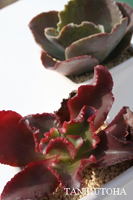 IucVtHAAGPxA-Echeveria fulgens var. obtusifolia