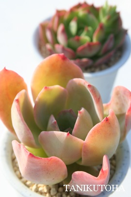 ɉOAڂAGPxA-Echeveria cv 'AOIBOTAN'