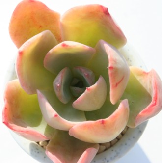 ɉOAڂAGPxA-Echeveria cv 'AOIBOTAN'