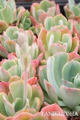 ɉOAڂAGPxA-Echeveria cv 'AOIBOTAN'