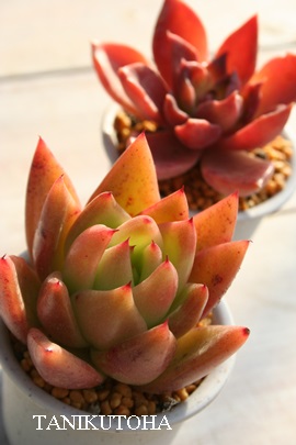 PAAK{CfXAGPxA-Echeveria agavoides 'AIOIGASA'